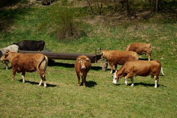 Fototapeta premium Cows grazing on green meadow in Czech countryside, rural landscape in Czech Republic, Europe farming and nature concept