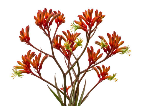 Vibrant orange kangaroo paw flowers isolated on white background, exotic Australian native Anigozanthos blooms, floral stems for botanical design