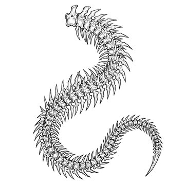 Hand drawn sketch of skeletal bone dragon tail.