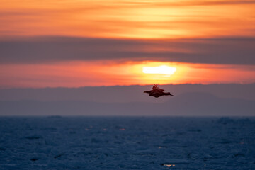Landscape of drift ice floating on the ocean in Shiretoko Rausu Hokkaido Japan © shirophoto