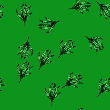 pattern food tarragon hand drawn. plant leaf, grass leaves, dried view food tarragon vector sketch illustration