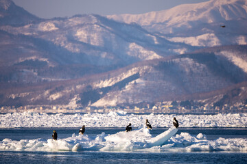 Landscape of drift ice floating on the ocean with Steller's Sea Eagle in Shiretoko Rausu Hokkaido Japan © shirophoto