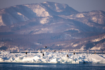 Landscape of drift ice floating on the ocean with Steller's Sea Eagle in Shiretoko Rausu Hokkaido Japan © shirophoto