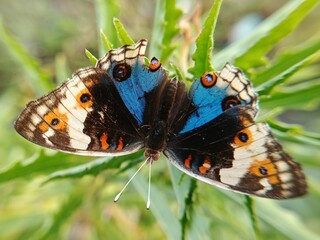 Beautiful colorful butterfly resting on green grass captured in close up macro photography with natural outdoor background. © tarsa