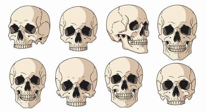 Multiple human skulls depicted in various side and frontal views, some smiling