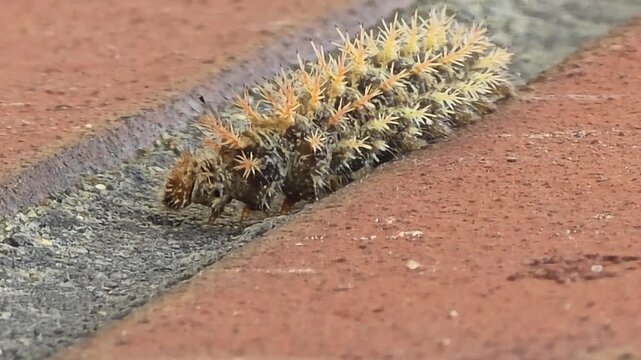 
Stinging caterpillar crawling upside down on a structure, a destructive fruit orchard pest, macro shot,#001
구조물 아래에 거꾸로 매달려 기어가는 과수원 유실수 해충 쐐기나방 애벌레 접사 영상 #001
