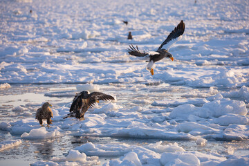 Landscape of drift ice floating on the ocean with Steller's Sea Eagle in Shiretoko Rausu Hokkaido Japan © shirophoto