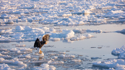 Landscape of drift ice floating on the ocean with Steller's Sea Eagle in Shiretoko Rausu Hokkaido Japan © shirophoto