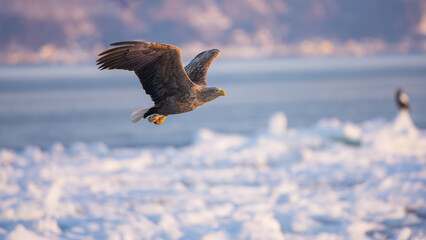 Landscape of drift ice floating on the ocean with Steller's Sea Eagle in Shiretoko Rausu Hokkaido Japan © shirophoto