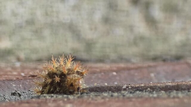 Stinging caterpillar crawling upside down on a structure, a destructive fruit orchard pest, macro shot,#002
구조물 아래에 거꾸로 매달려 기어가는 과수원 유실수 해충 쐐기나방 애벌레 접사 영상 #002
