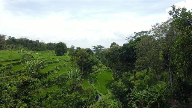 Drone view of stunning green terraced rice fields on a steep hillside.