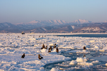 Landscape of drift ice floating on the ocean with Steller's Sea Eagle in Shiretoko Rausu Hokkaido Japan © shirophoto