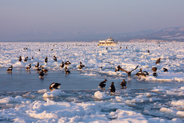 Landscape of drift ice floating on the ocean with Steller's Sea Eagle in Shiretoko Rausu Hokkaido Japan © shirophoto