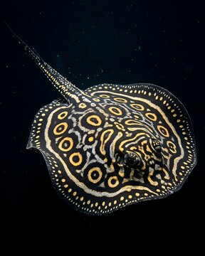 Exotic black diamond Leopoldi stingray with golden spots pattern swimming on black background, Close up of freshwater polkadot stingray swimming in dark water aquarium, Beautiful freshwater stingray