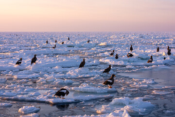 Landscape of drift ice floating on the ocean with Steller's Sea Eagle in Shiretoko Rausu Hokkaido Japan © shirophoto