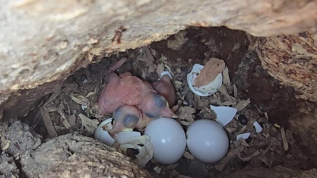 Newborn Indian roller baby birds in tree hollow nest, tiny hatchlings with white eggs and broken shells, wildlife nature scene of avian reproduction