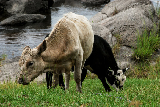 Vaca comiendo