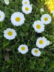 Obraz premium daisies in the garden