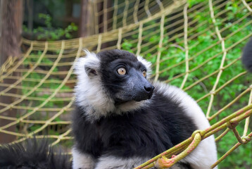 A close-up of a black-and-white ruffed lemur (Varecia variegata). The animal has a fluffy white collar and a dark muzzle. The lemur sits in its enclosure © Valentyna