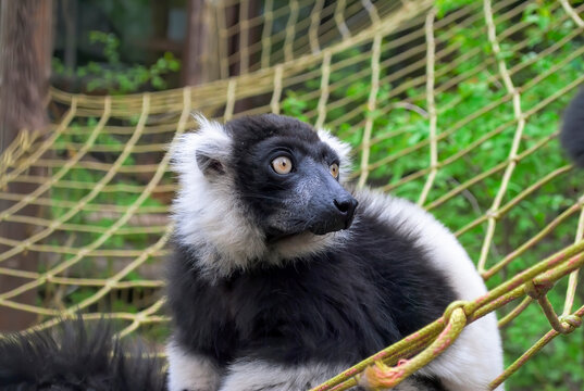 A close-up of a black-and-white ruffed lemur (Varecia variegata). The animal has a fluffy white collar and a dark muzzle. The lemur sits in its enclosure