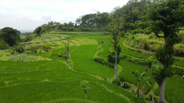 Drone view of stunning green terraced rice fields on a steep hillside.