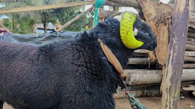 Closeup view of single fighting ram showing aggression and strength in outdoor setting