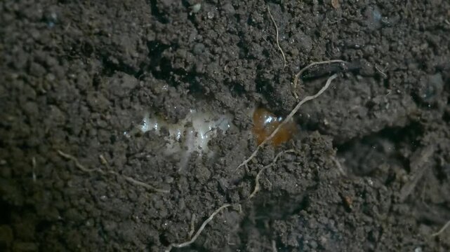 underground insect larvae, rose chafer,  the green rose chafer larva of Cetonia aurata underground, insect, Cetonia aurata  larva, insect larva, underground, Monza,  Italy