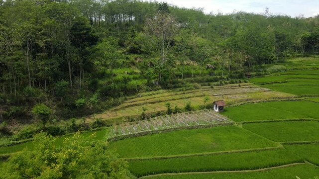Drone view of stunning green terraced rice fields on a steep hillside.