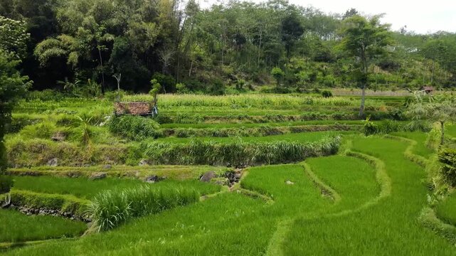 Drone view of stunning green terraced rice fields on a steep hillside.