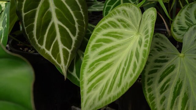 close up view of Anthurium silver blush plant, showing its beautiful silvery leave pattern, surrounding with many other tropical plants, camera slowly moves, indoor plants