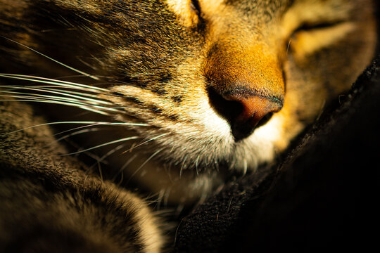 Siesta