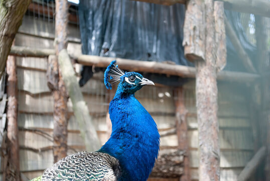 A close-up of an exotic bird standing in an aviary against a natural wooden fence. A beautiful peacock (Pavo cristatus) with vibrant blue plumage and crest