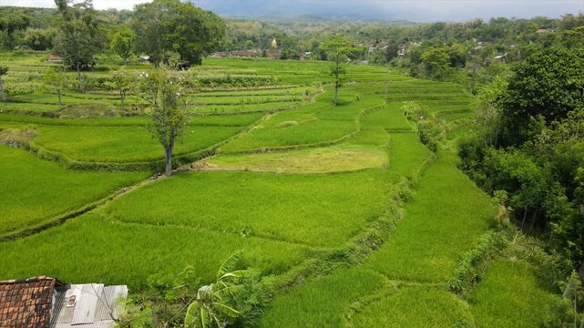 Drone view of stunning green terraced rice fields on a steep hillside.