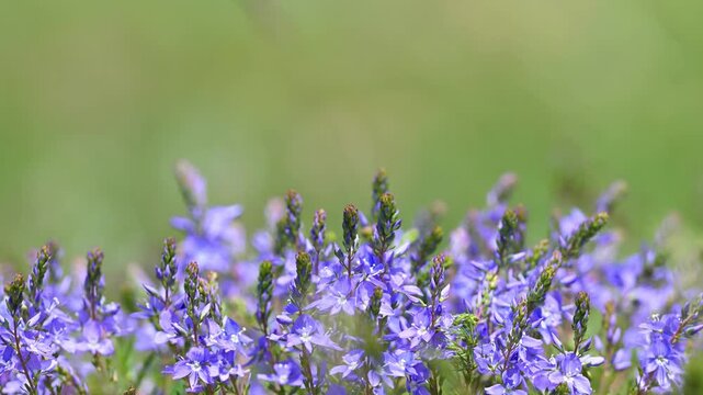 A close-up of vibrant purple wildflowers (Veronica) gently swaying with the energy of spring against a soft green background.