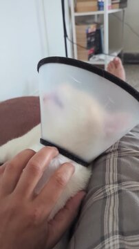 POV Cat Wearing Elizabethan Collar Trying To Groom Vertical 4K Footage Owner Scratching Helping Pet Recovery Cone Veterinary Care Candid Video