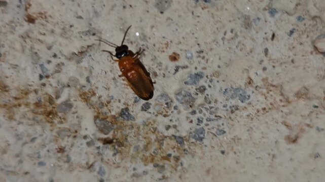 A macro video of solitary firefly lightning bug perched or crawling on the wall during night