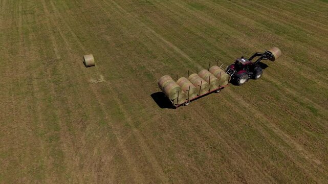 Agricultural Harvest: A tractor with a bale grabber loads round hay bales onto a trailer in a dry, grassy field under a bright sky, showcasing the efforts of rural farming and hay production.
