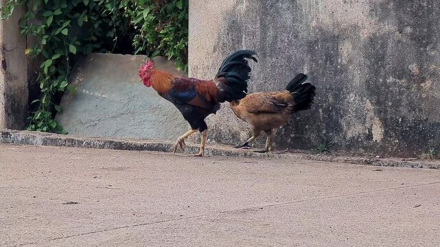 View of a rooster and hen standing together in a rural outdoor farm setting