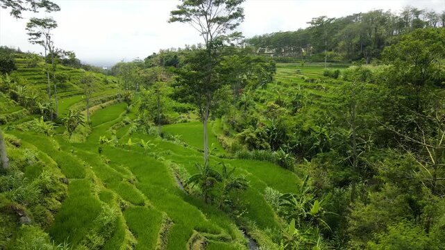 Drone view of stunning green terraced rice fields on a steep hillside.