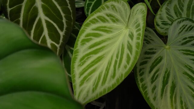 close up view of Anthurium silver blush plant, showing its beautiful silvery leave pattern, surrounding with many other tropical plants, camera slowly moves, indoor plants