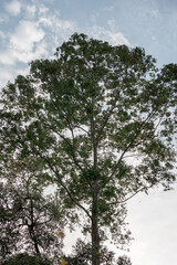 Fototapeta premium Majestic tall Eucalyptus tree towering towards a cloudy blue sky with glimpses of Plumeria branches in the foreground.