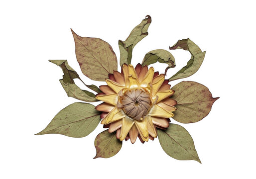 Dried strawflower with withered green leaves isolated on a solid black background, view of a preserved botanical specimen