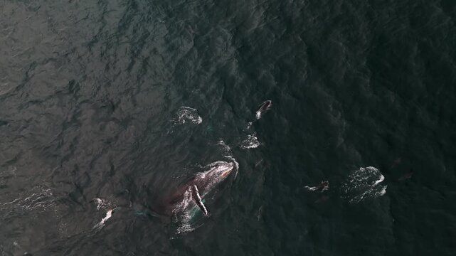 Drone view of dolphins surrounding humpback whale displaying pectoral fin slapping behavior.
Top-down drone footage of a humpback whale interacting with a pod of dolphins at the ocean surface. 