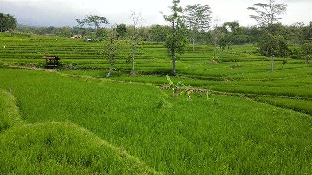 Drone view of stunning green terraced rice fields on a steep hillside.
