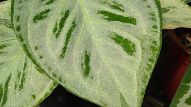 close up view of Anthurium silver blush plant, showing its beautiful silvery leave pattern, surrounding with many other tropical plants, camera slowly moves, indoor plants
