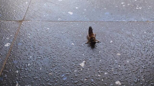 Closeup of lone honey bee struggling to fly from textured surface in daylight