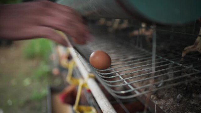 Hand Collecting Fresh Eggs at Poultry Farm
