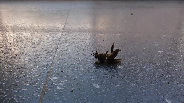 Closeup of lone honey bee struggling to fly from textured surface in daylight