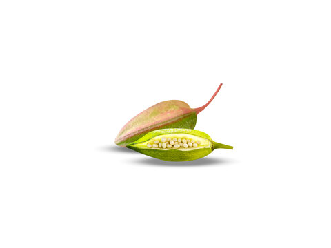 Abelmoschus moschatus or musk mallow fruits isolated on a white background