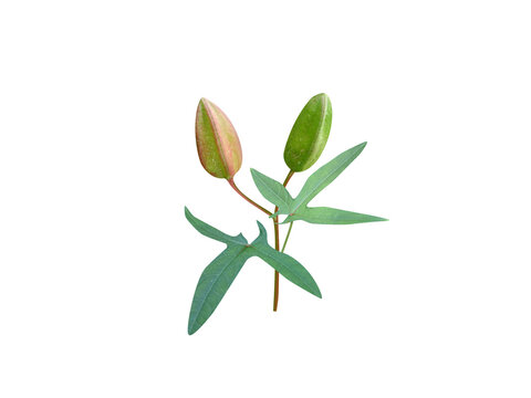 Abelmoschus moschatus or musk mallow plant with buds isolated on a white background